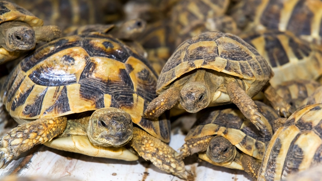 Crowd of smuggled Hermann's tortoises (Testudo hermanni) in the quarantine section of Szeged Zoo after being found at the Serbian border.