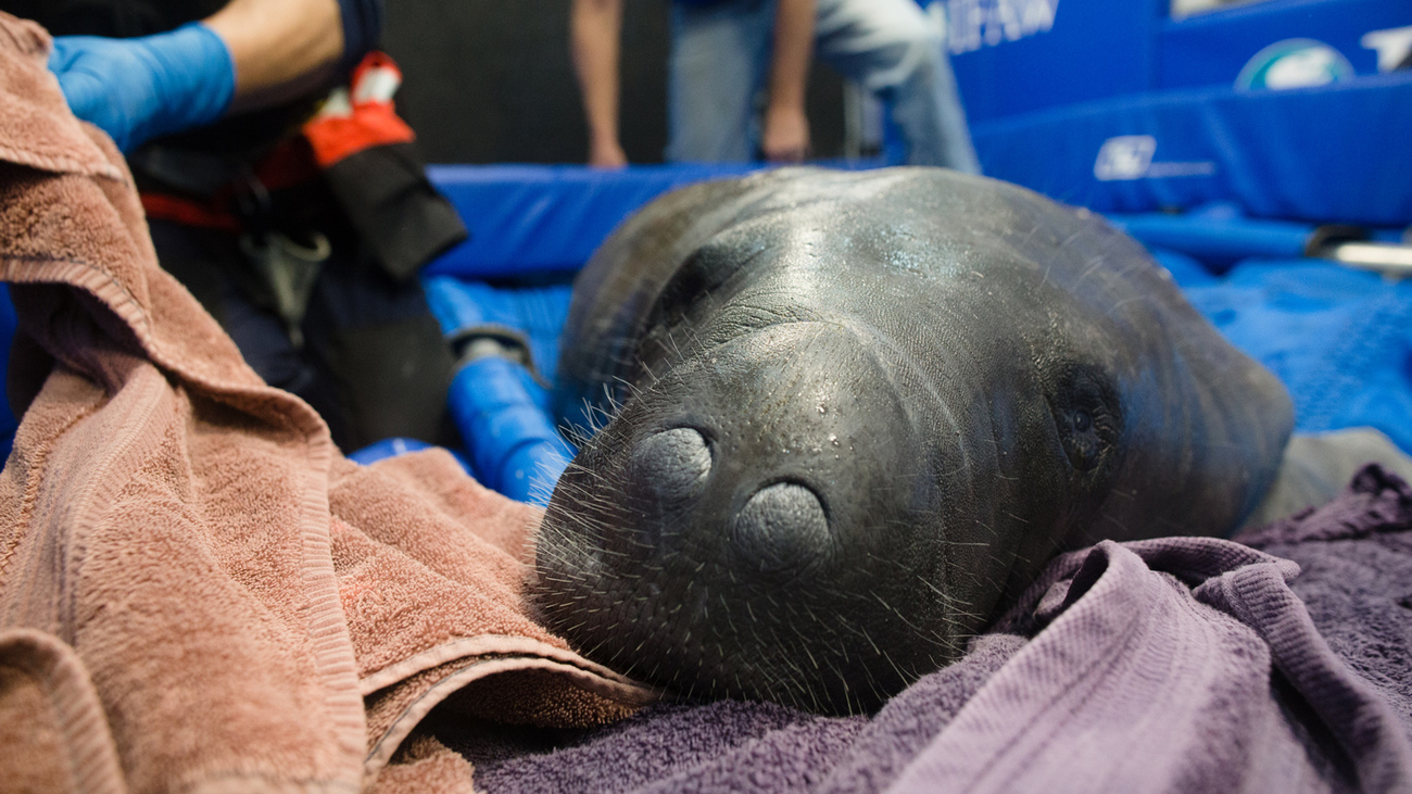 Pregnant manatee rescued, transported back home | IFAW