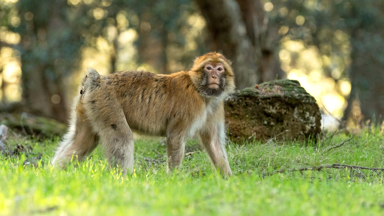 Barbary macaque in its distinctive Cedar Atlas habitat.