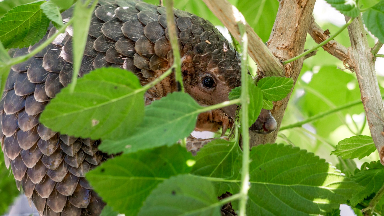 Rescued from a wildlife trader in the harbor of Sumatra in 2021, this pangolin is now back in the wild and living in a safe Sumatran forest.