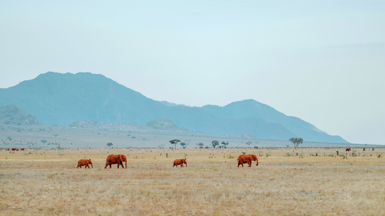 Un troupeau d’éléphants parcourant le parc national de Tsavo West, au Kenya. 