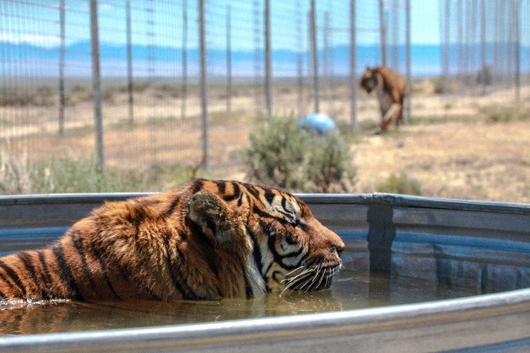 Big Cats in Captivity Rescue and Advocacy - United States | IFAW