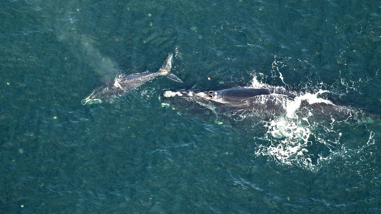 North Atlantic right whale Catalog #3820 and calf