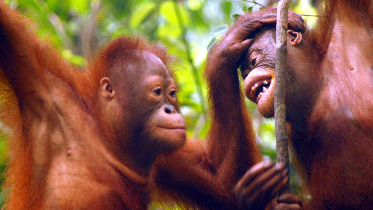 Juvenile orangutans at play in a tree at the rehabilitation center in Nyarumenteng, Borneo, Indonesia.