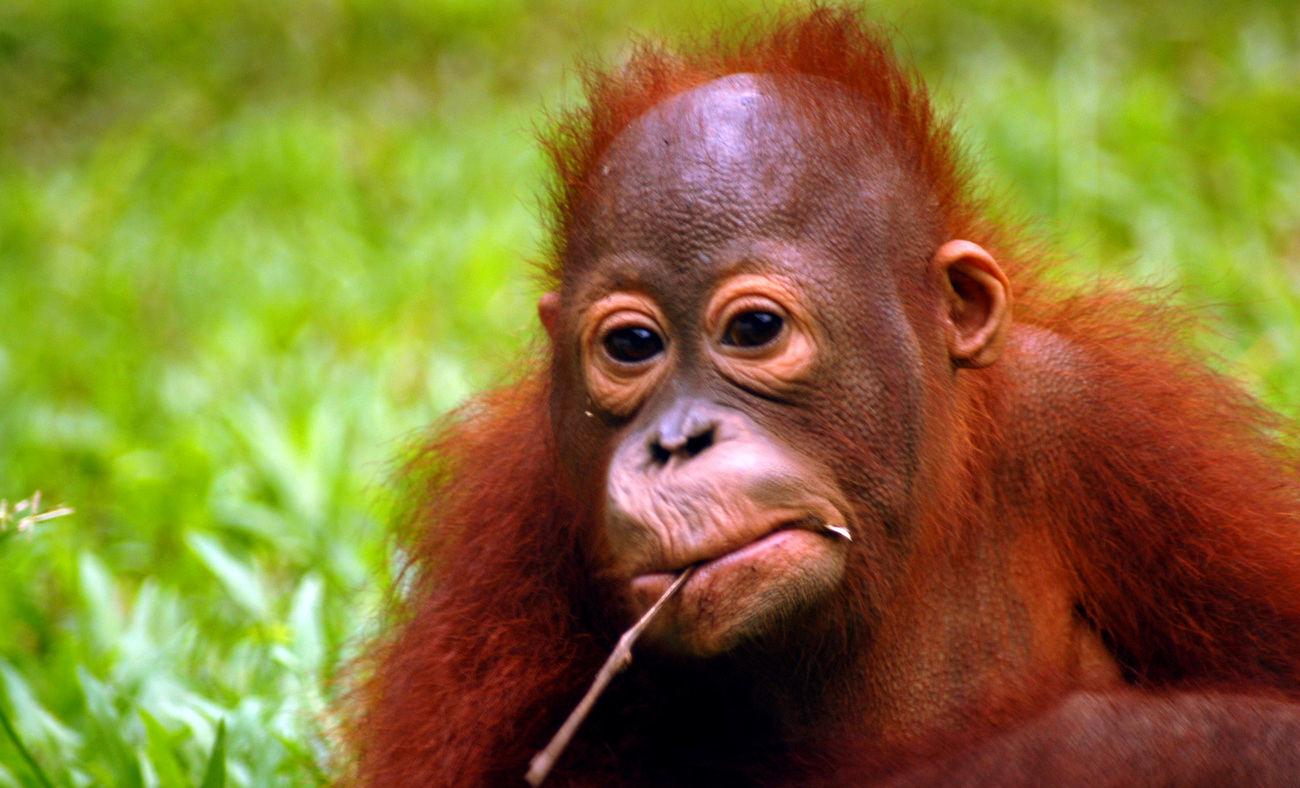 A rescued orangutan at a rehabilitation center in Nyarumenteng, Borneo, Indonesia.