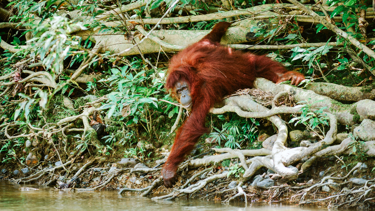 Ucokwati in brush by the water after her release on Dalwood-Wylie Island.