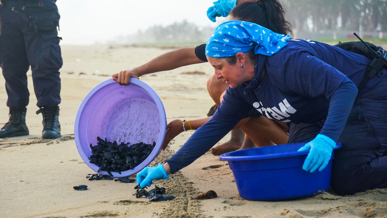 IFAW’s Dr. Erika Flores releasing leatherback turtle hatchlings whose nesting site was damaged by Hurricane Otis in Acapulco, Mexico.