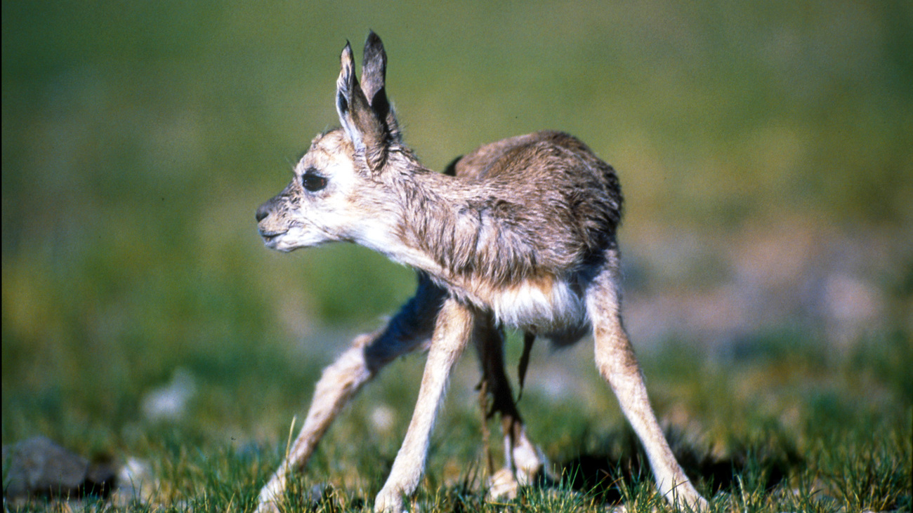 A newborn Tibetan antelope tries to stand for the first time.