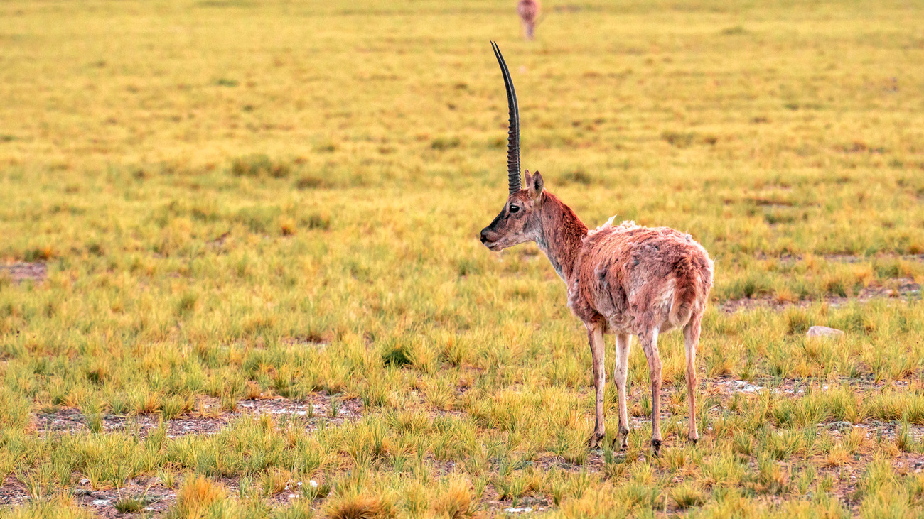 A Tibetan antelope standing in the grass.