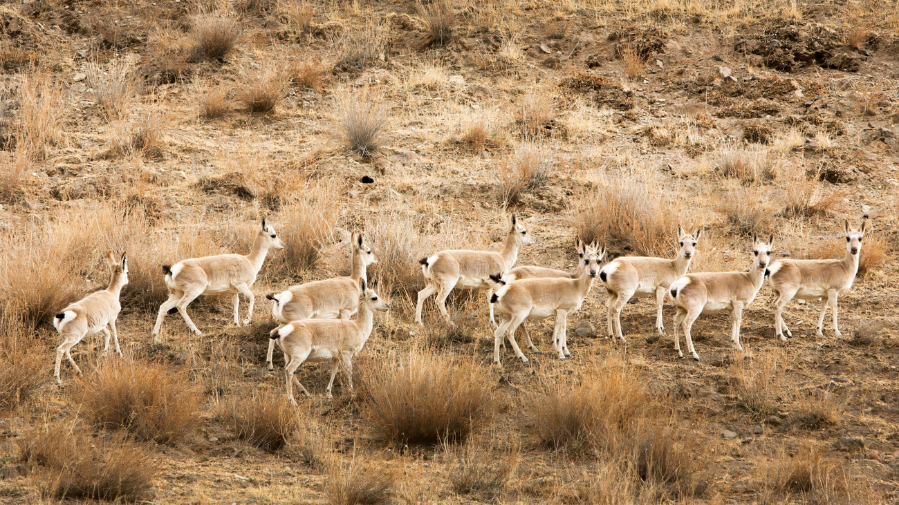 A herd of Tibetan antelopes.