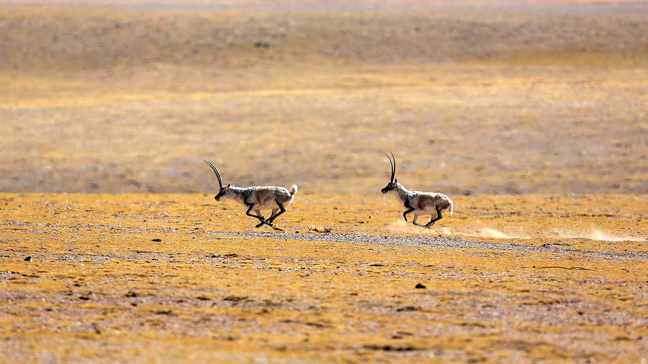 Two Tibetan antelopes run through the grasslands.