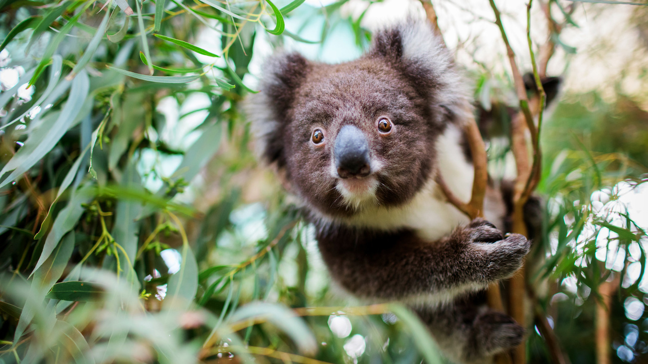 A koala joey in care at Mosswood Wildlife.