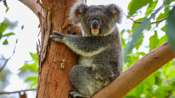 Most Aussies willing to help injured wildlife, but half don’t know how