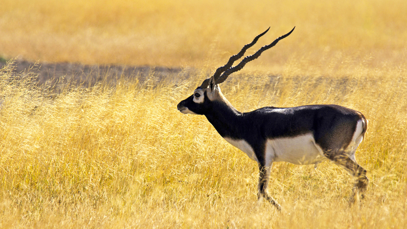 Male blackbuck in Velavadar National Park, Gujarat, India.