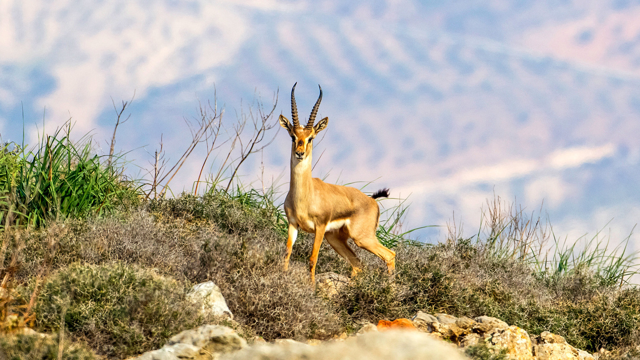 A mountain gazelle in Hatay province, Turkey.