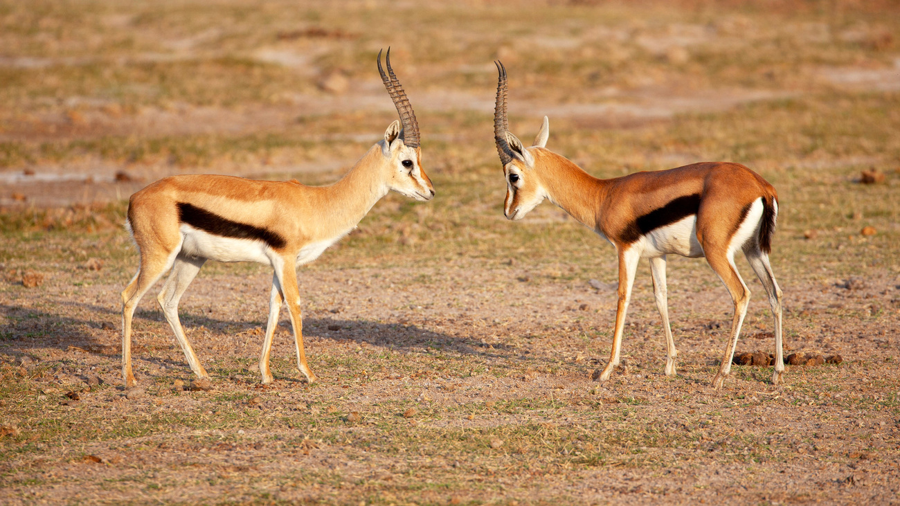 Two Thomson’s gazelles in Amboseli National Park, Kenya.