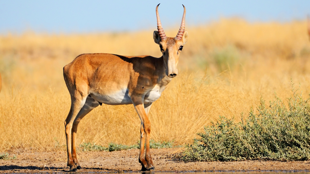 Saiga antelope by the water.