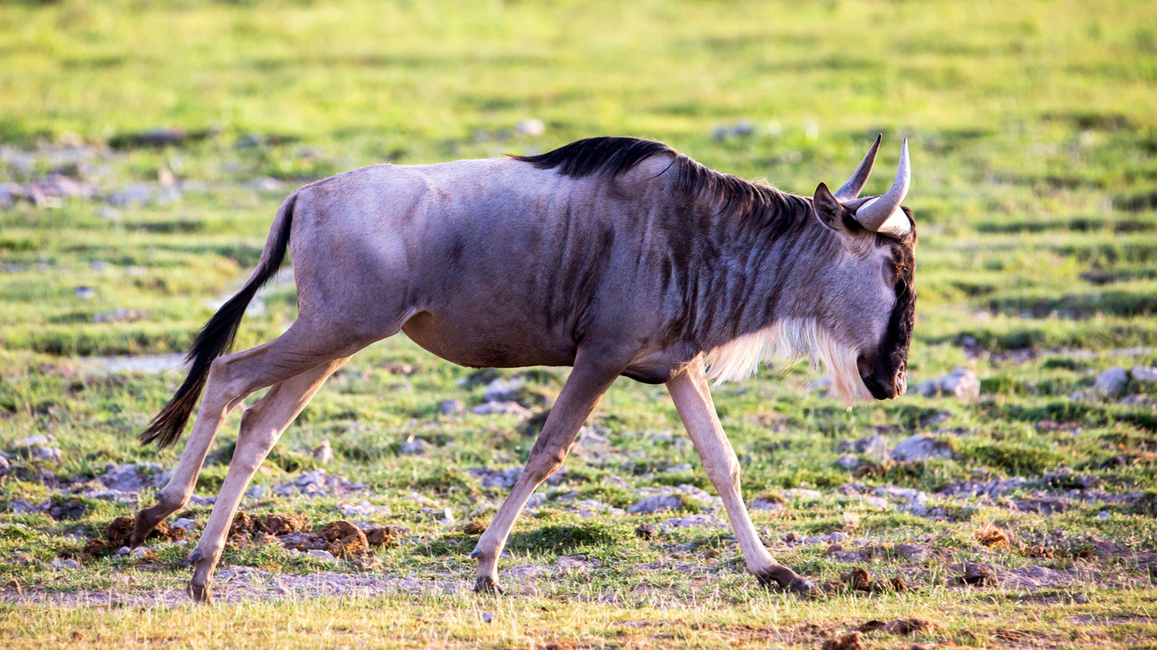 A wildebeest in Amboseli National Park, Kenya.