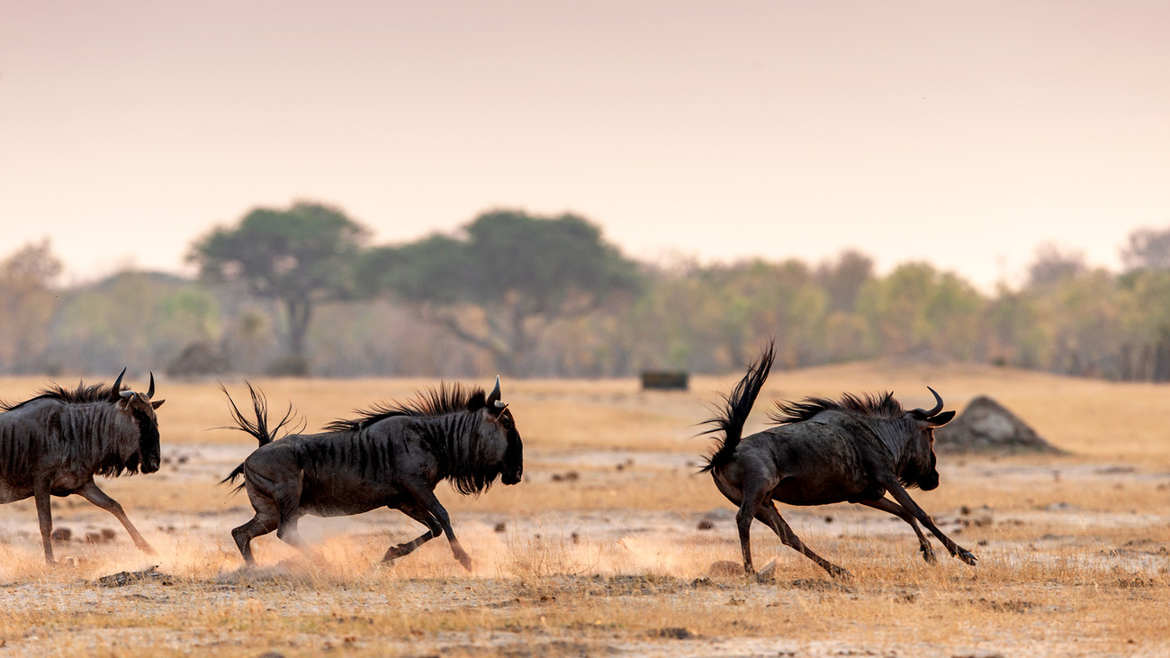 Three blue wildebeests run through the landscape in Hwange National Park, Zimbabwe.