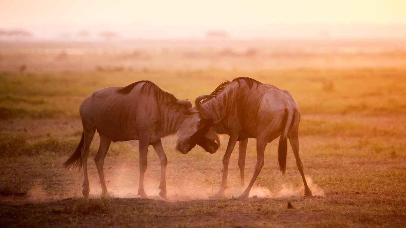 Wildebeests fight in Amboseli National Park in Kenya.