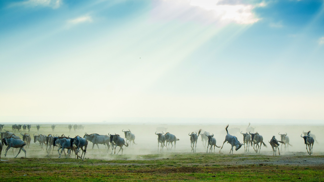 Wildebeests running in Amboseli National Park, Kenya.