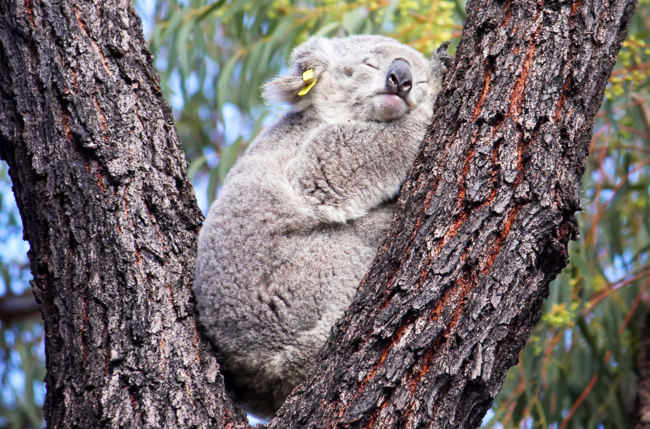 Close up of Gladys the koala asleep in a tree, where she was spotted during an IFAW-partnered post-rehabilitation study that monitors rescued and released koalas in the Greater Sydney Region, New South Wales, Australia.