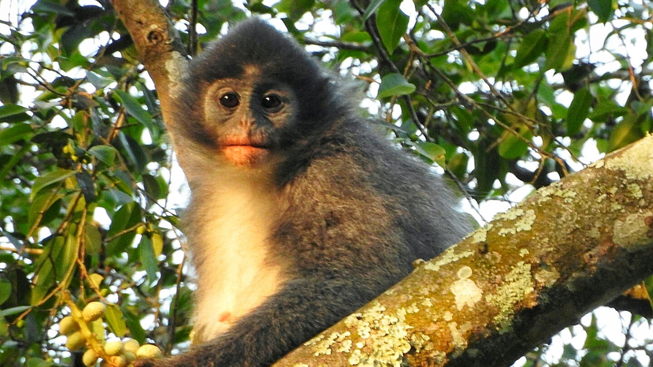 A Javan leaf monkey in the trees.