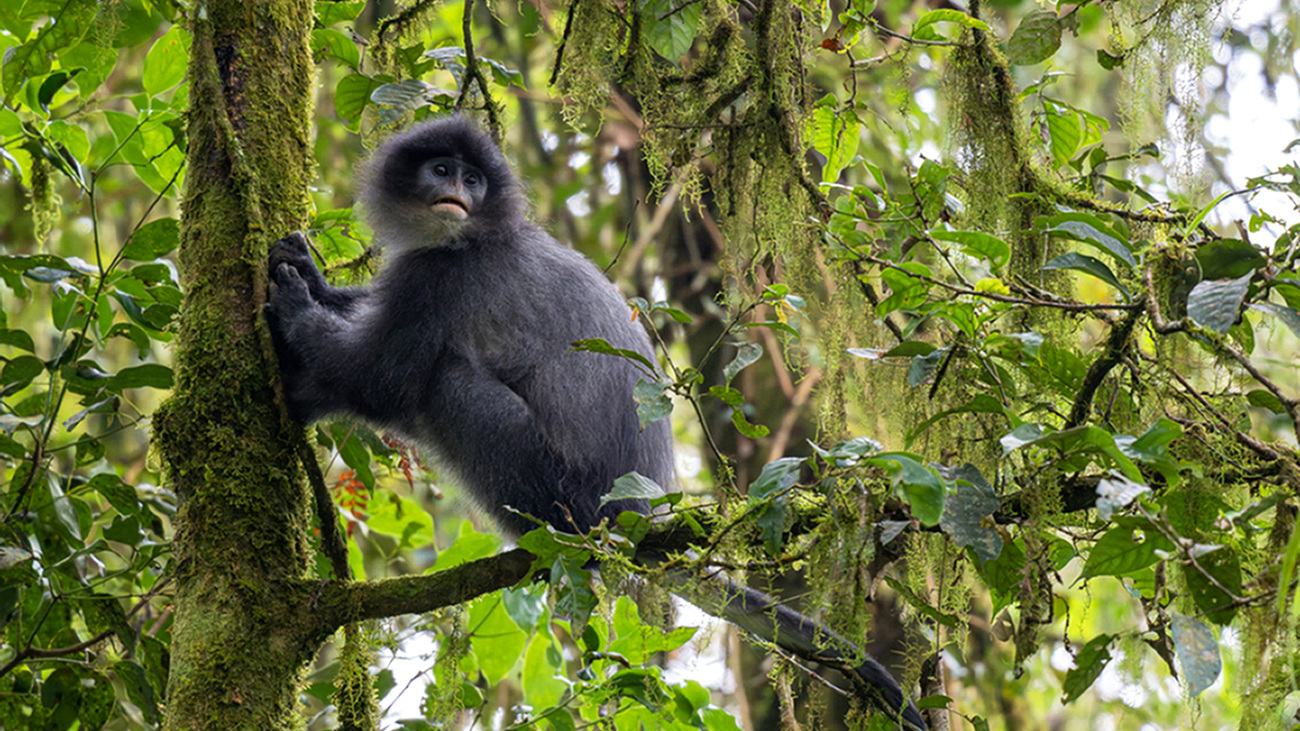 A Javan leaf monkey in the trees.