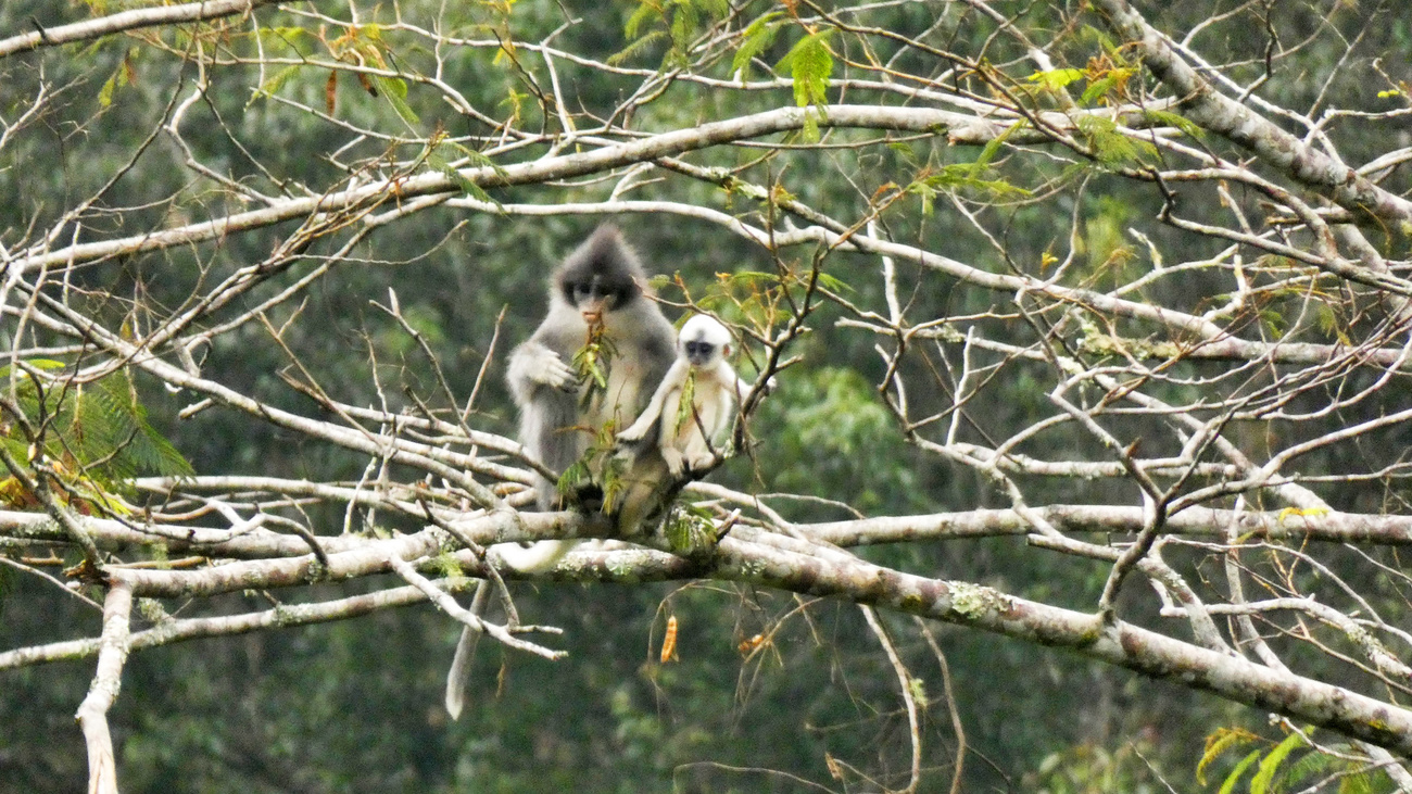 A Javan leaf monkey in the trees with its young.