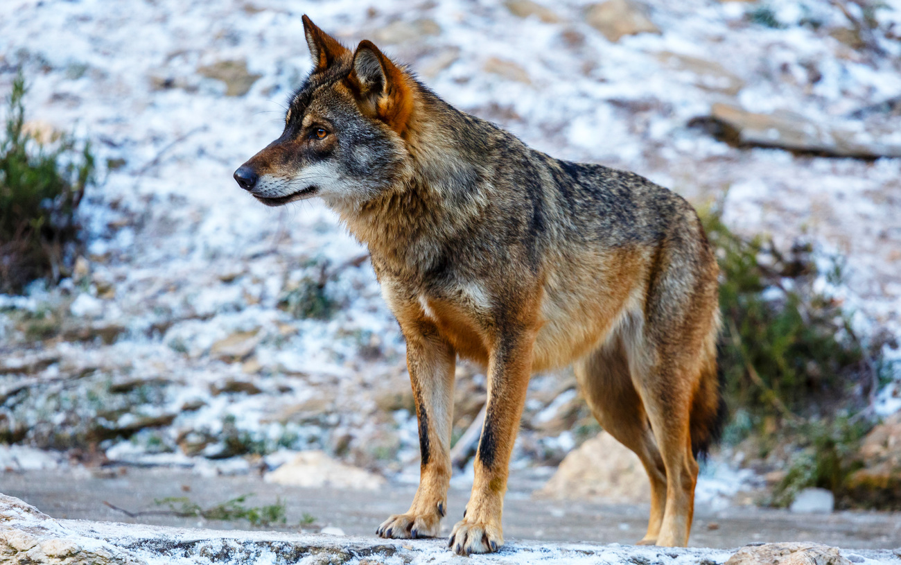 An Iberian wolf in Zamora, Spain.