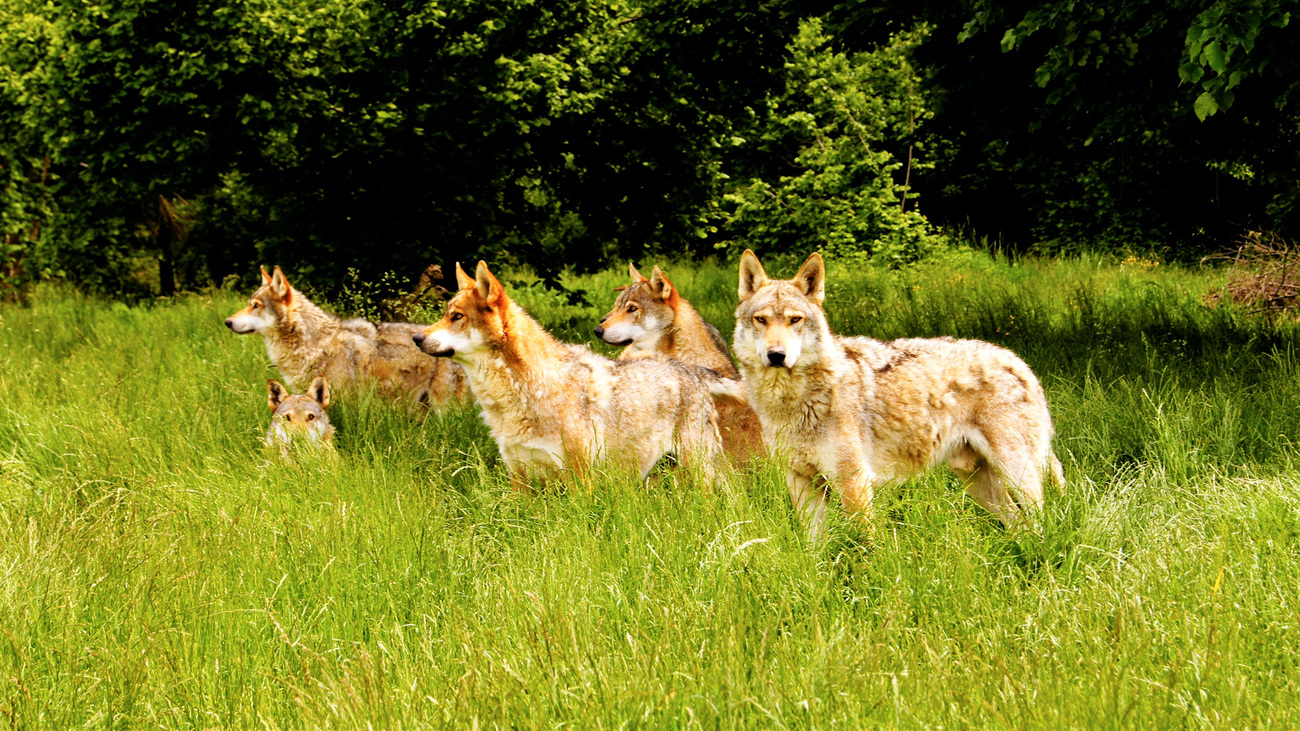 Een roedel wolven in Italië.