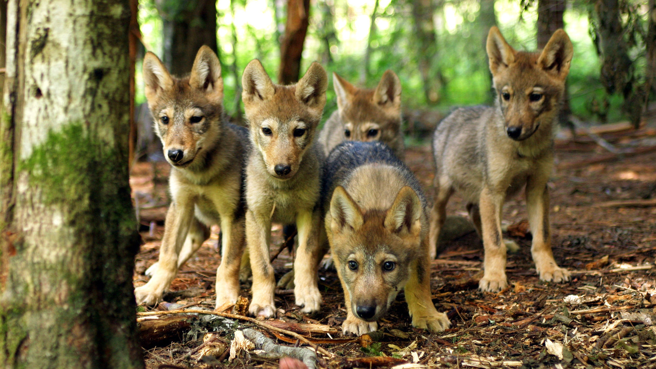 Eurasian wolf pups in the Kver region of Russia.