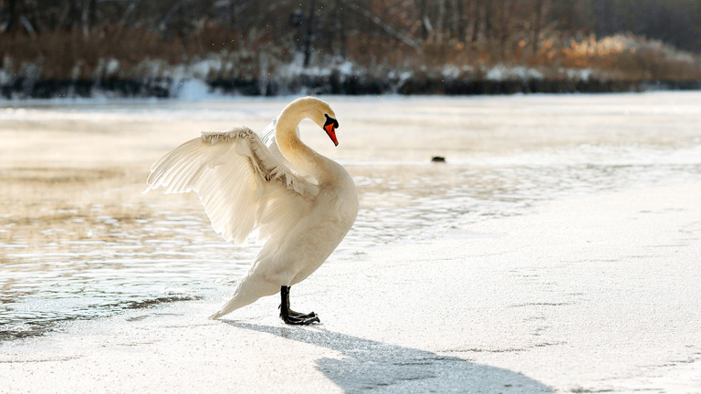 Swans: Facts, Threats, Habitat, and FAQs | IFAW
