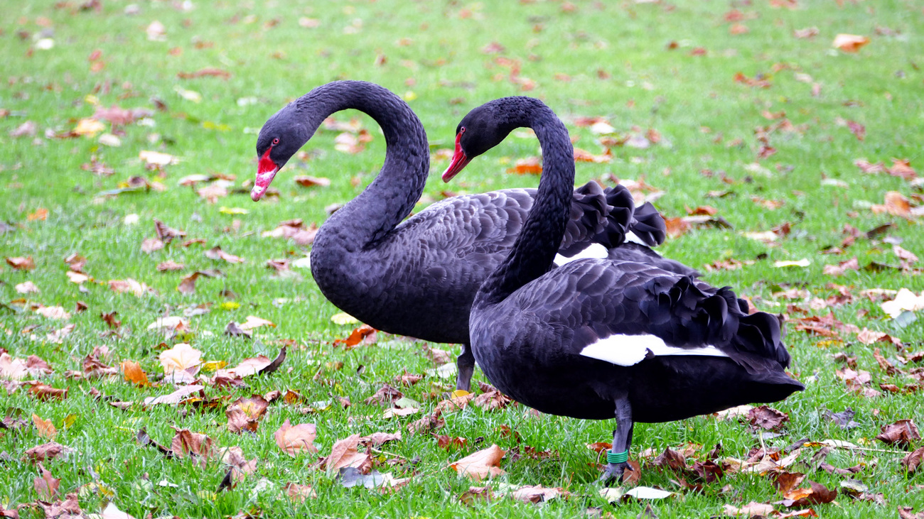 A pair of black swans in the grass.