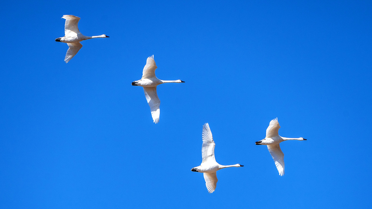 Tundra swans fly in formation near Middle Creek Wildlife Managment Area in Pennsylvania.