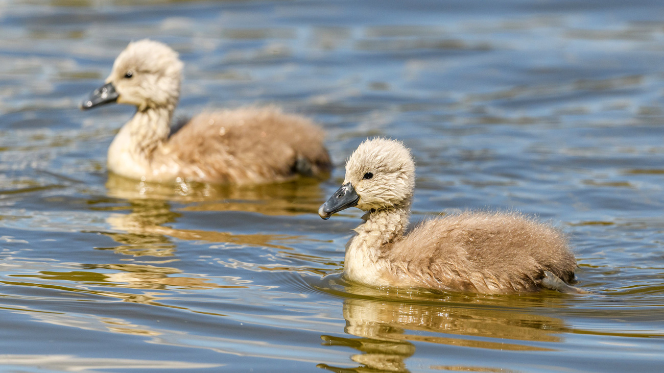 Two cygnets in the water.