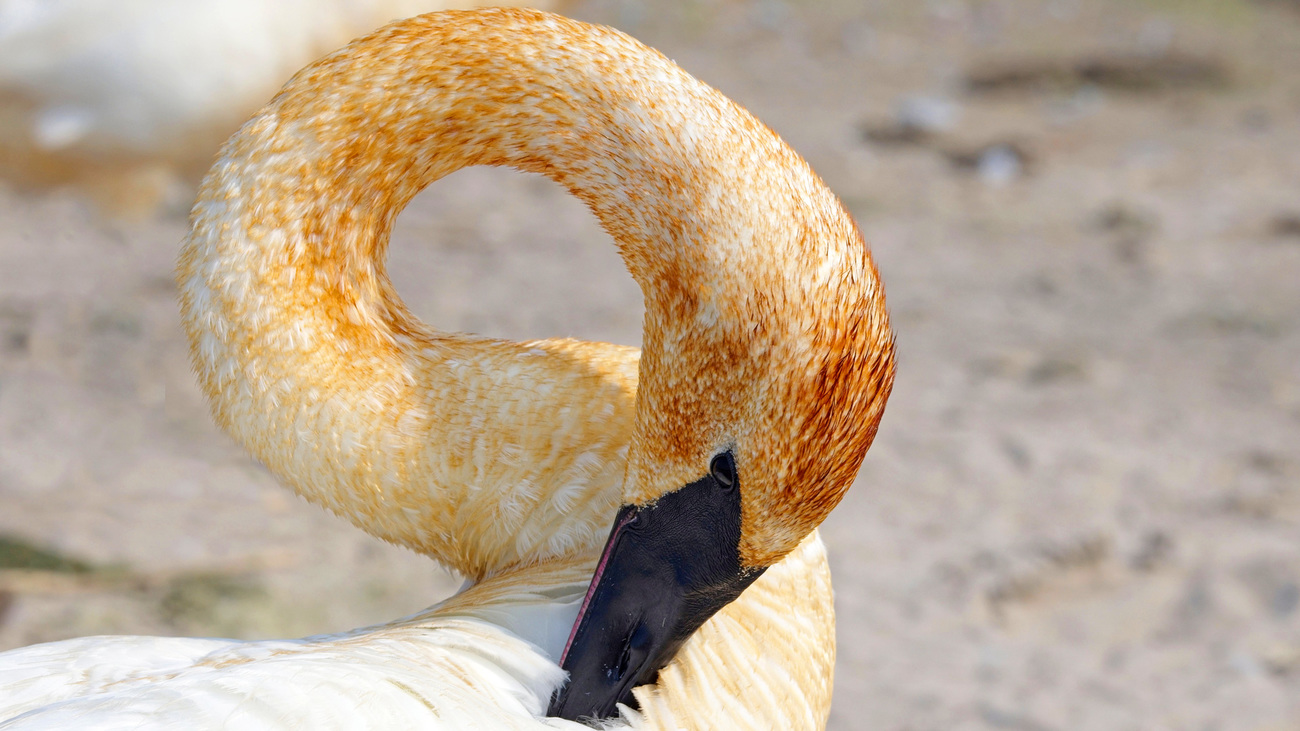 Close-up of a trumpeter swan.