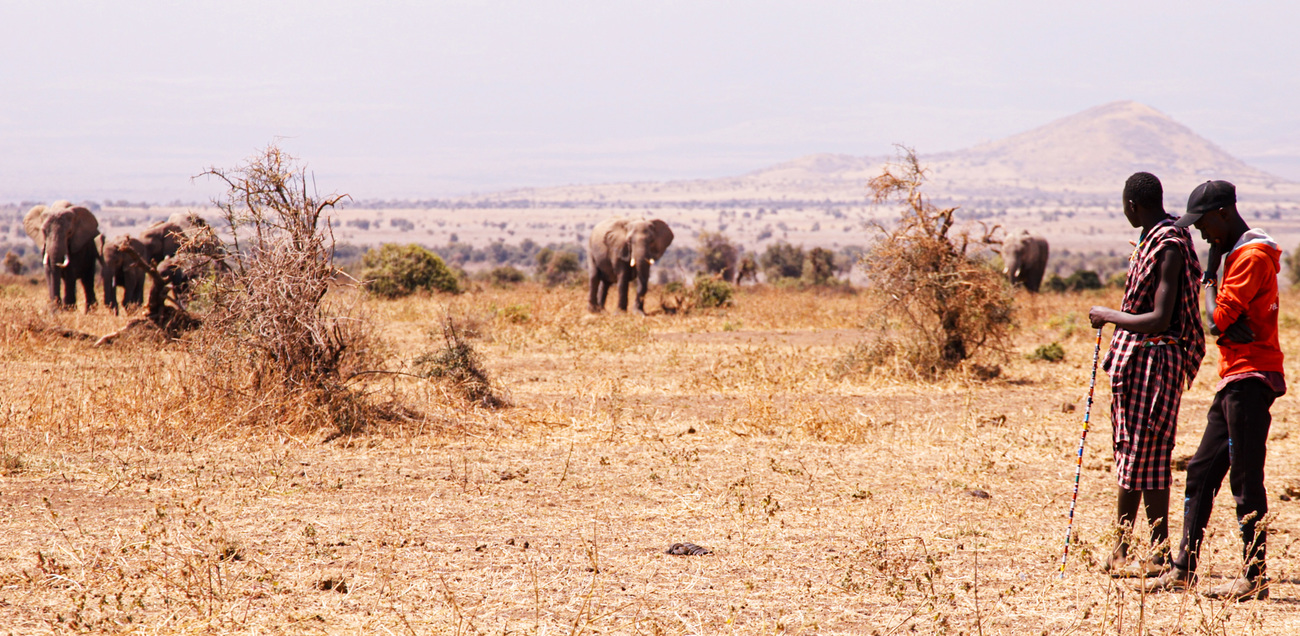 Maasai community members observe nearby elephants in Amboseli, Kenya.