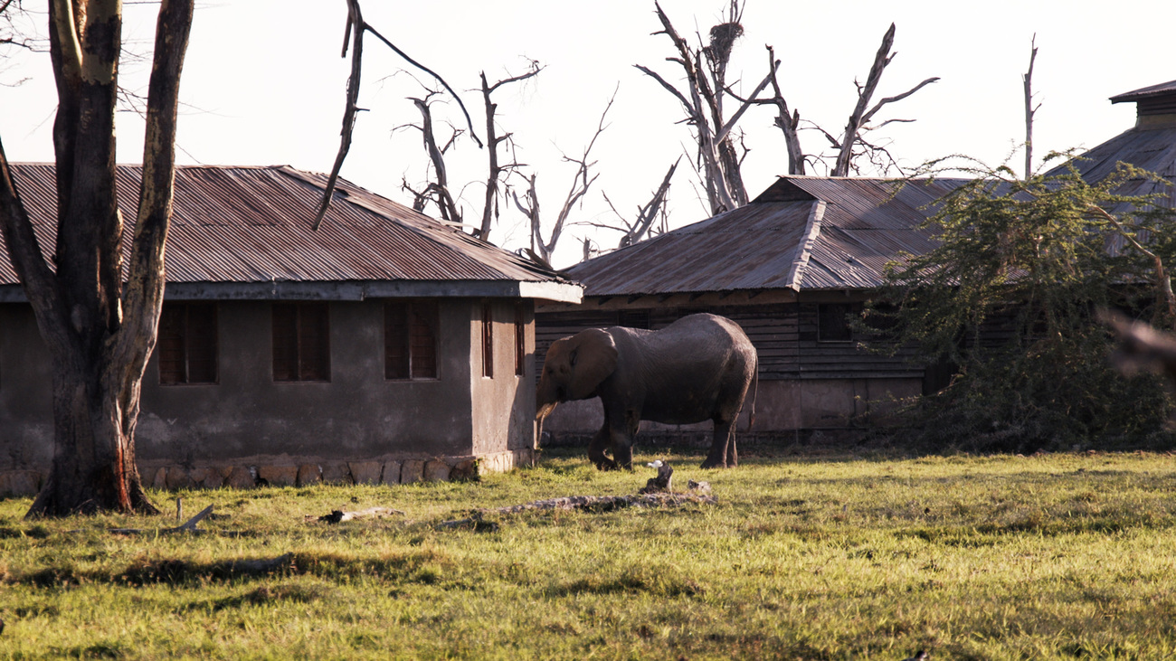 An elephant approaches a home in Amboseli, Kenya.