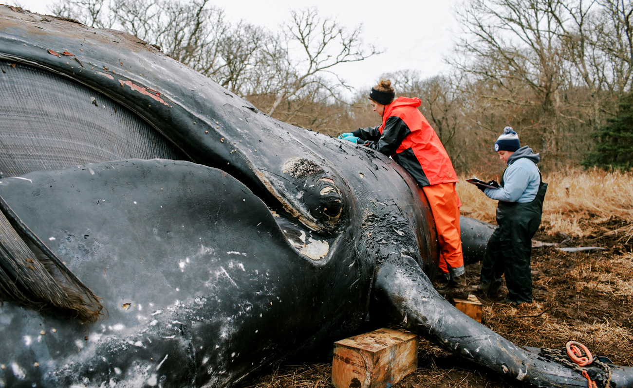 The IFAW MMR team performs a necropsy on a deceased North Atlantic right whale, a two-year-old calf, washed ashore in Martha’s Vineyard.