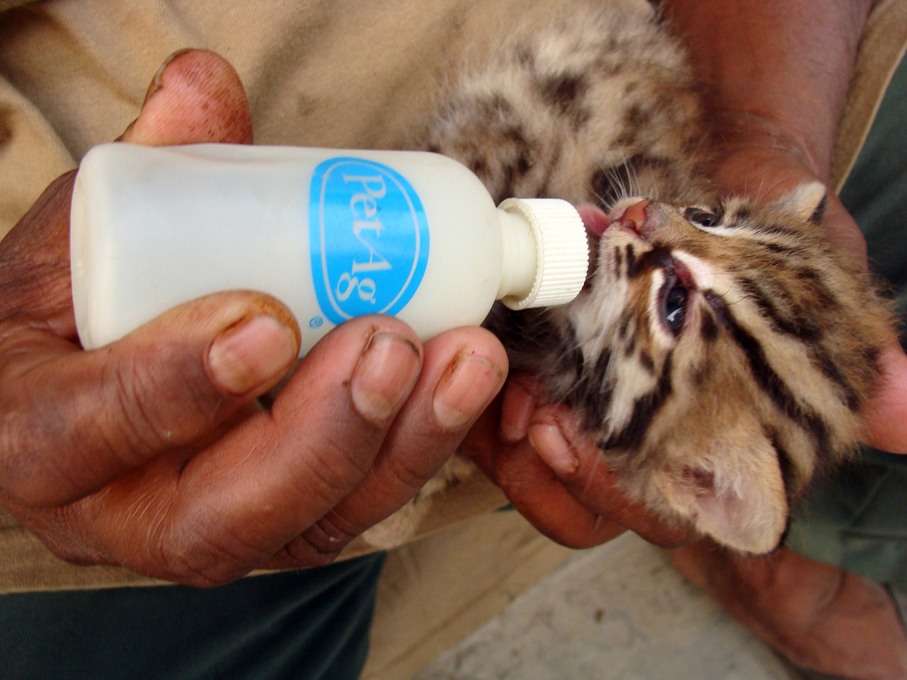 Eine kleine Bengalkatze wird von Hand mit einer kleinen Flasche gefüttert-