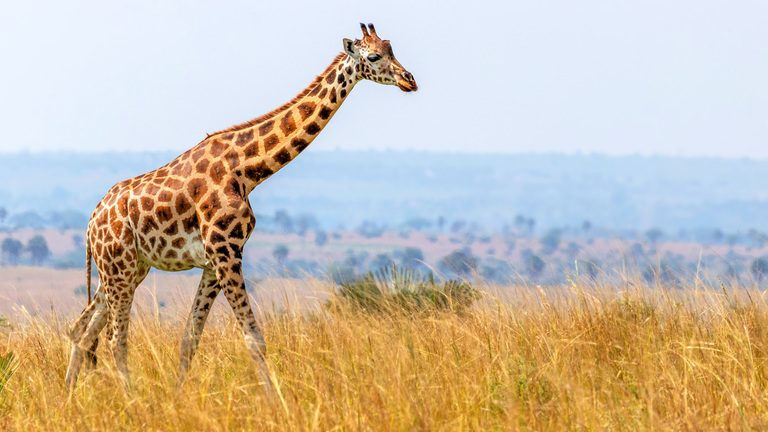 Are giraffes endangered? | IFAW