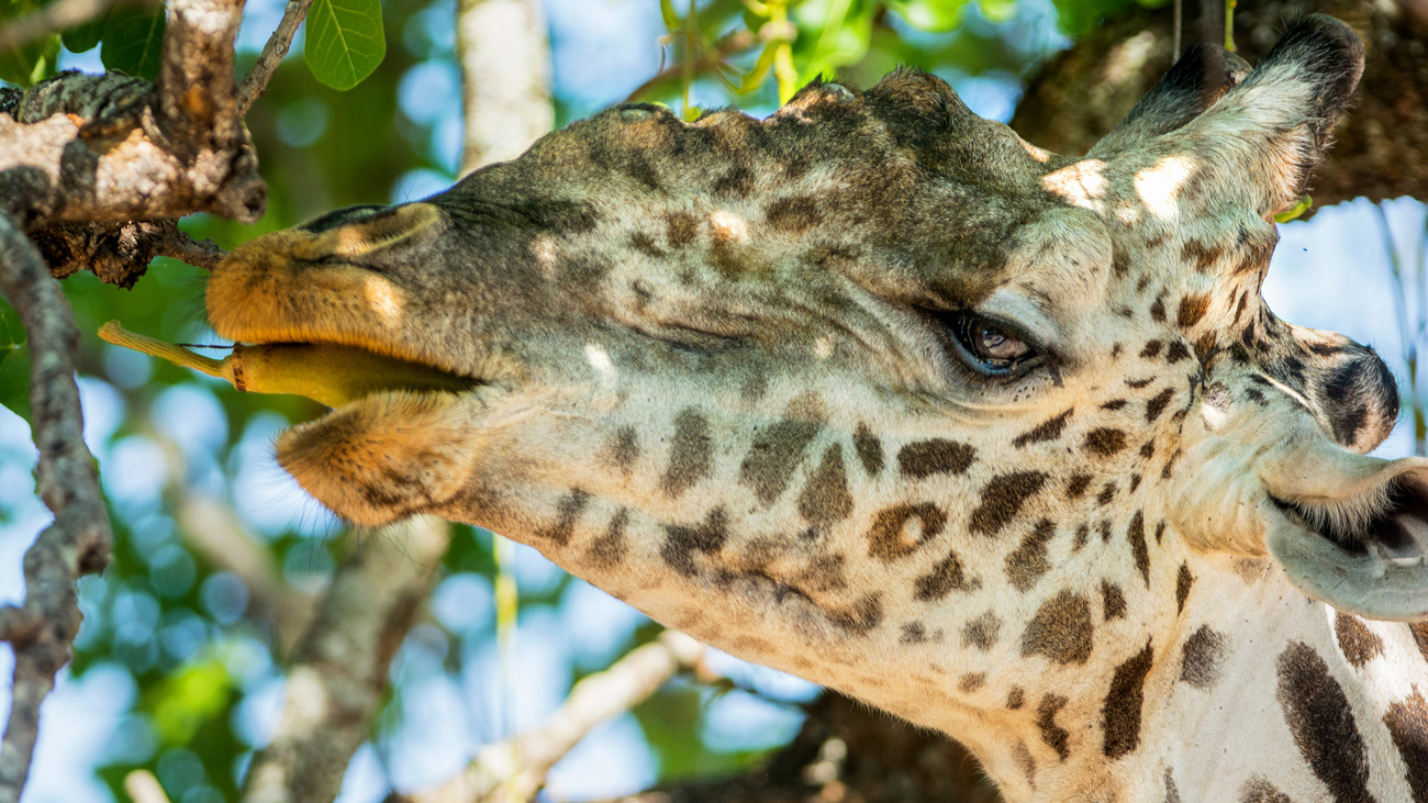 A Masai giraffe eats from a tree in Zambia.