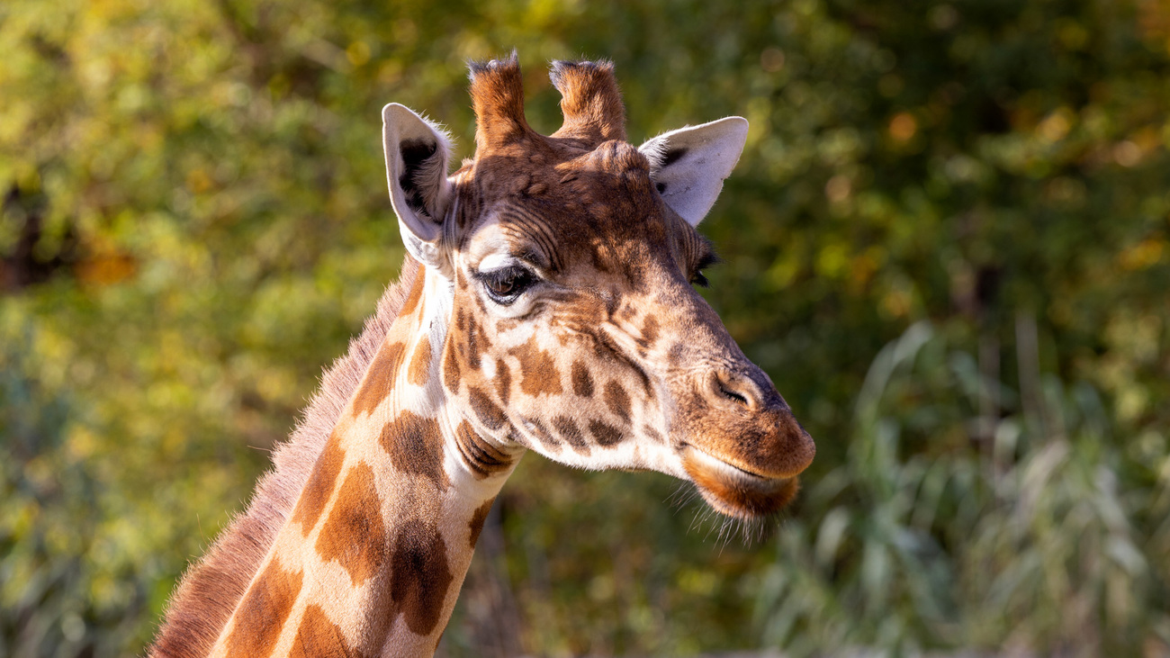 A Kordofan giraffe.