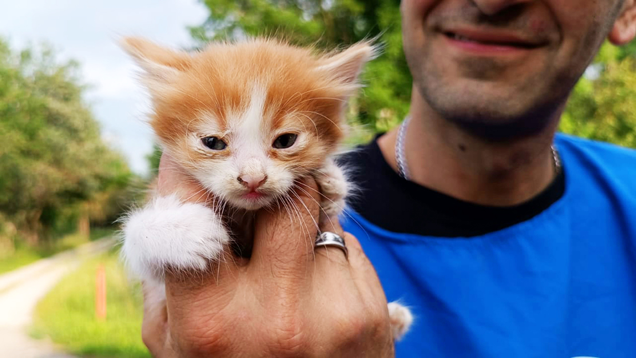 A kitten rescued by OIPA during historic flooding in northern Italy.