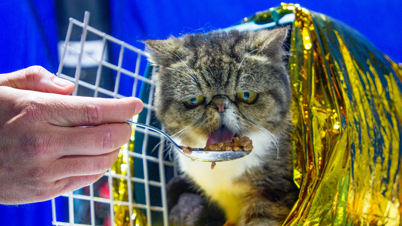 A cat belonging to Ukrainian refugee Tatiana eats some wet food at the animal service station at the Ukraine-Poland border in Medyka, Poland.