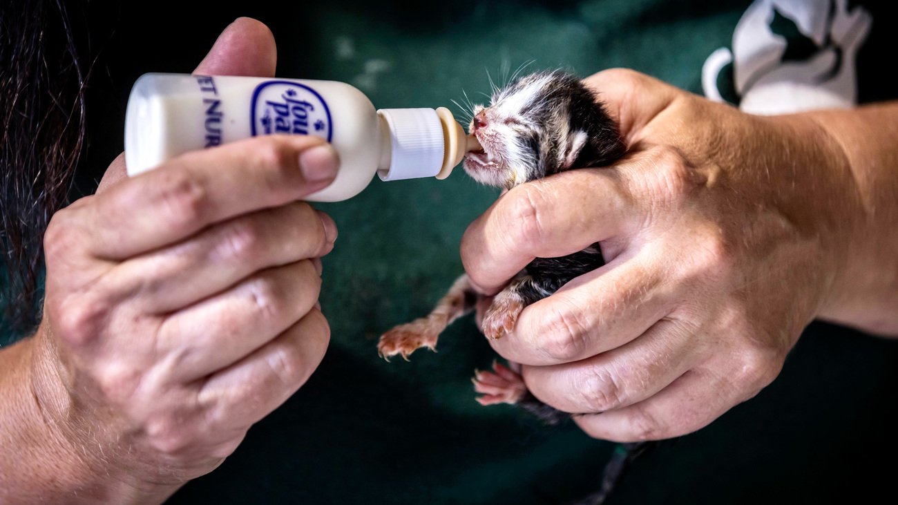 A tiny postnatal kitten being bottle fed at Kentucky River Regional Shelter.