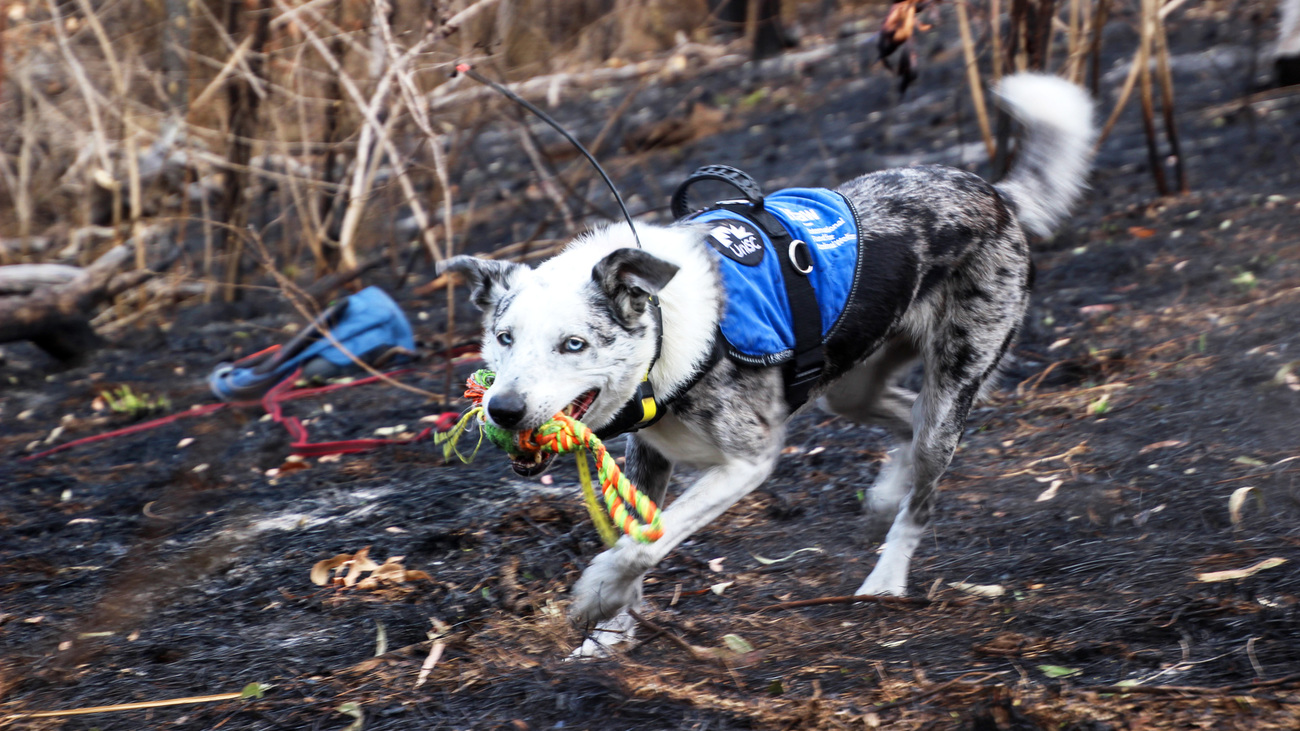 IFAW x UniSC koala detection dog Bear gets his reward after finding a koala in a burnt forest near the Gold Coast in Queensland.