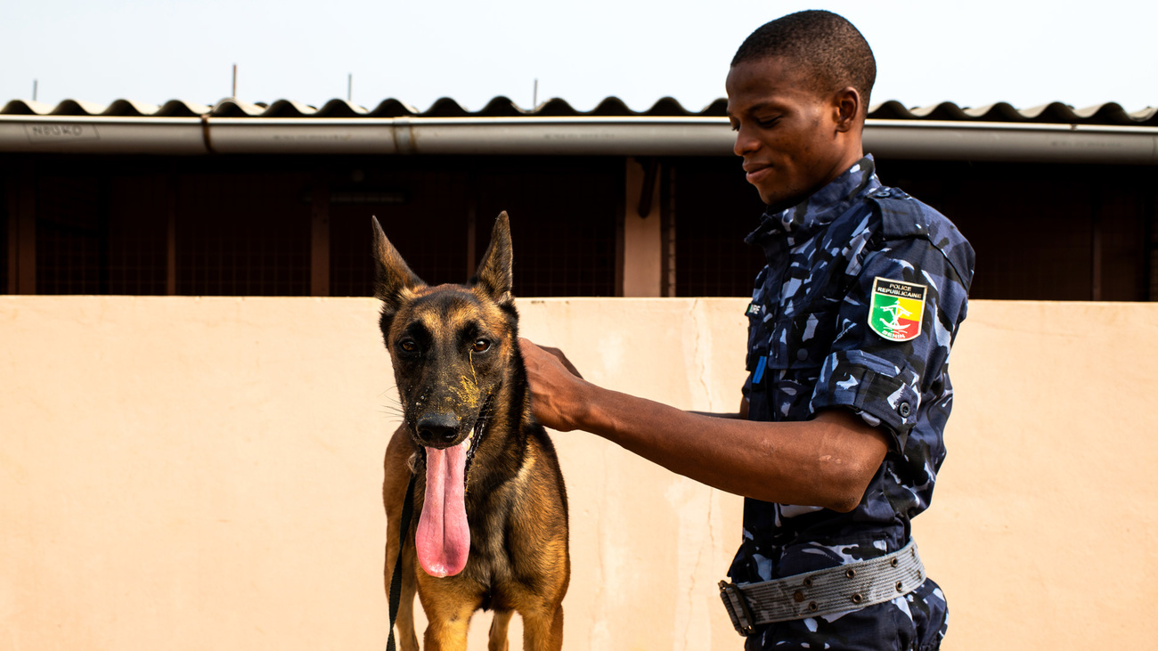 Dog brushing with Nariz & Nabil during detection dog training in Benin.