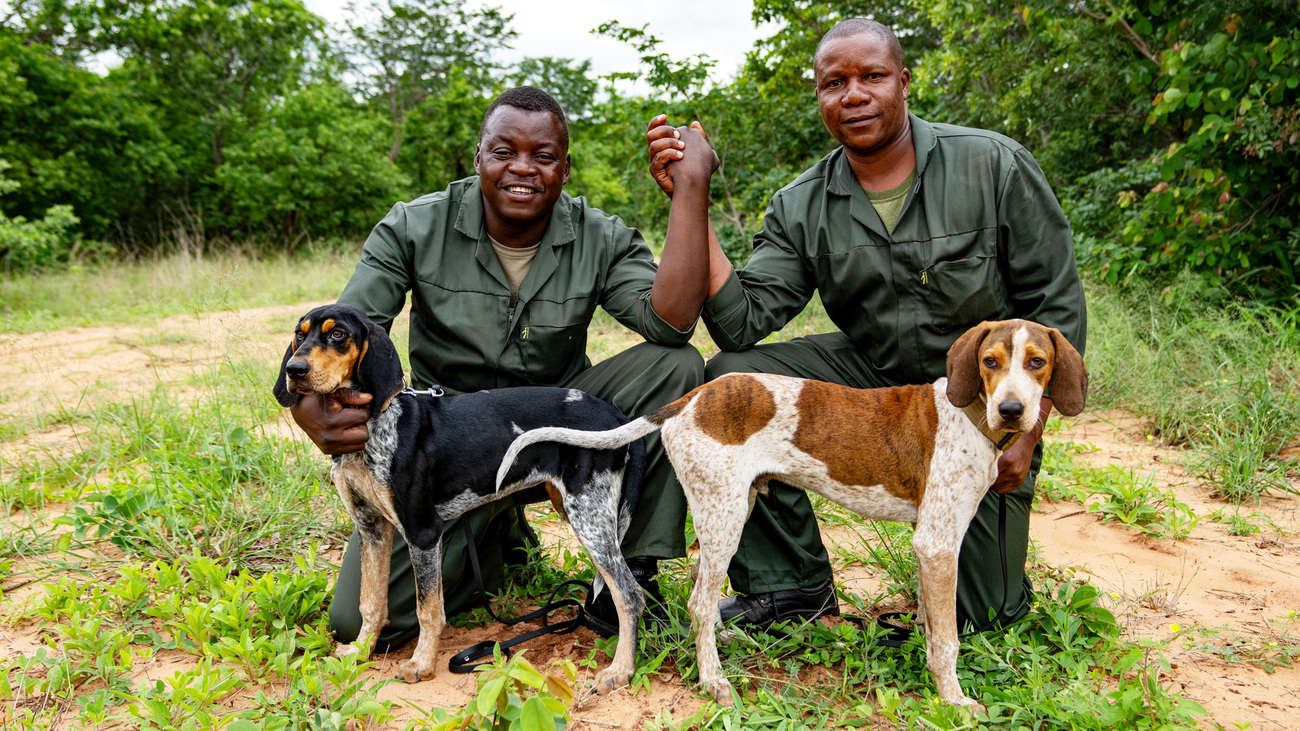 Themba and Wana are the newest recruits to ZimPark’s K9 unit, where they’ll track potential poachers in Hwange National Park once their training is complete.